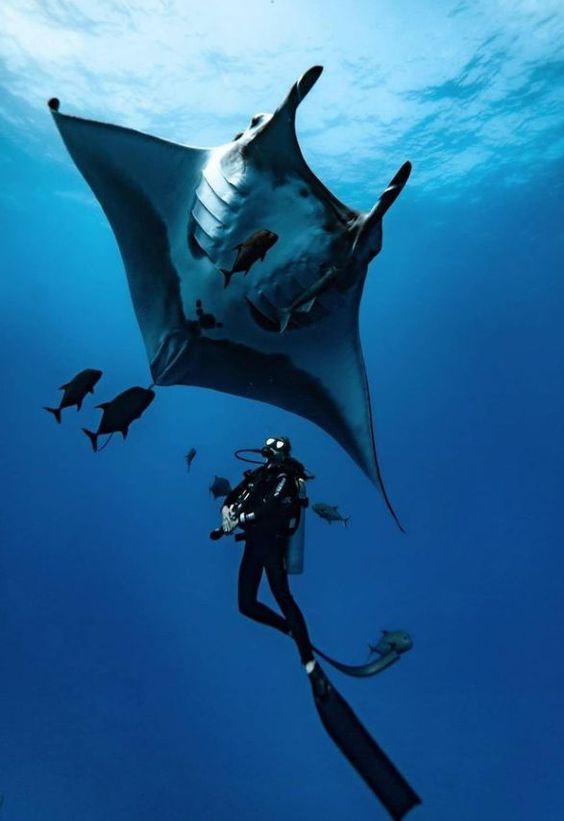Manta ray and diver underwater