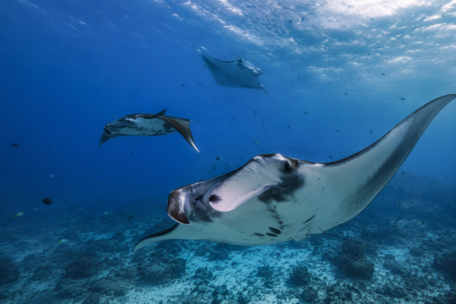 Manta Rays