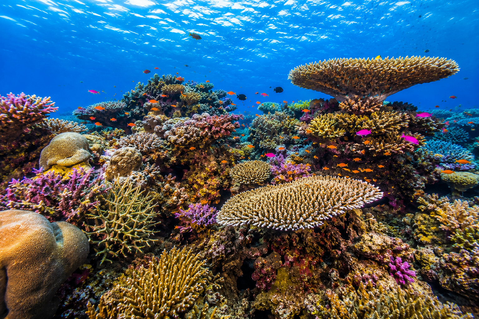 Pristine Coral